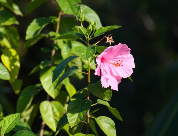 Flor na luz solar