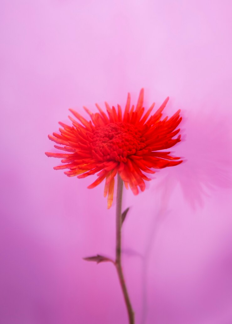 Foto grátis flor natural com efeito de desfoque