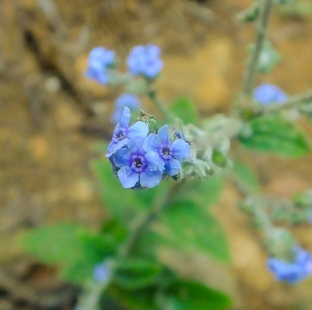 Flor pequena florestas de néctar florestal