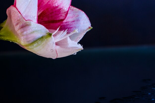 Flor rosa com água cai sobre fundo azul escuro.