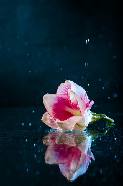 Flor rosa com água cai sobre parede azul escuro