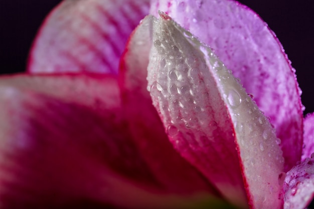 Flor rosa com água cai sobre parede azul escuro