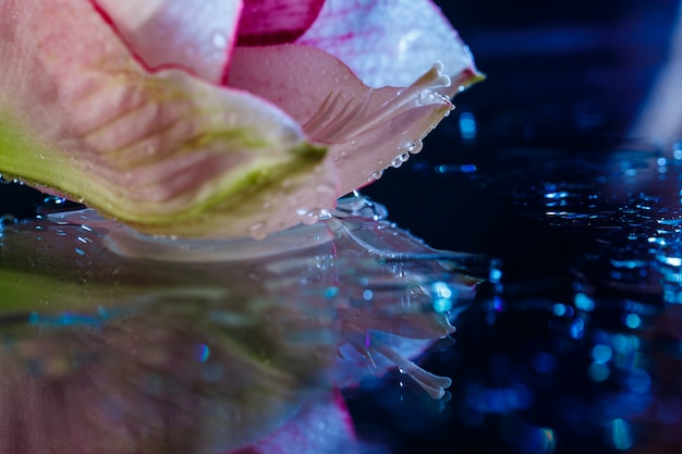 Foto grátis flor rosa com água cai sobre parede azul escuro