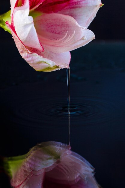 Flor rosa com gotas de água sobre fundo azul escuro