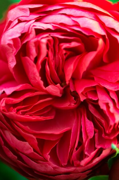 Flor rosa em close-up