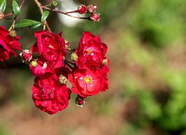Flor rosa fresca no fundo da natureza. Foto Premium