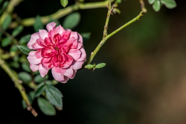Flor rosa fresca no fundo da natureza.