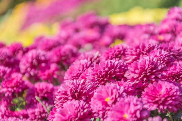 Foto grátis flor rosa