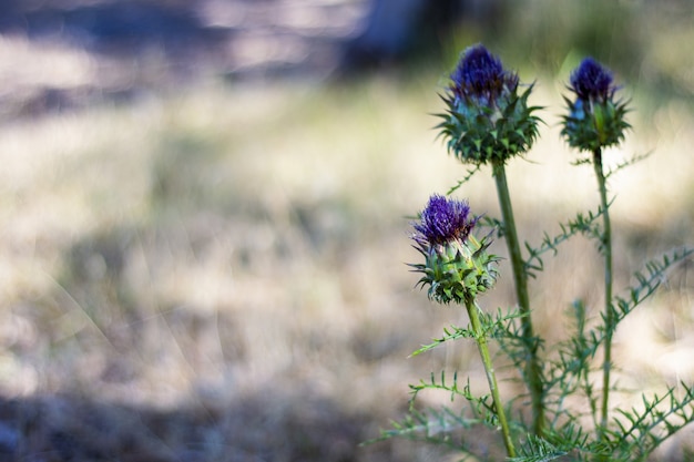 Flor roxa de cardo em um campo desfocado