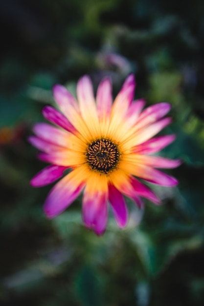 Flor roxa e amarela em lente tilt shift