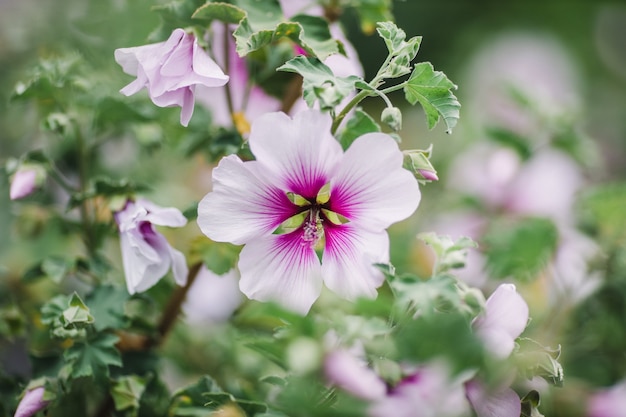 Flor roxa e branca em lente tilt shift