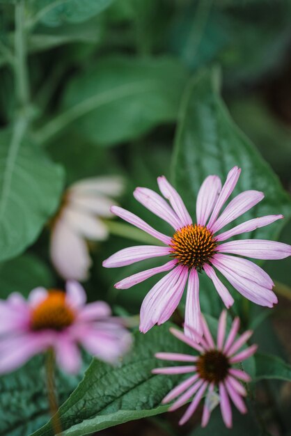 Flor roxa e branca em lente tilt shift