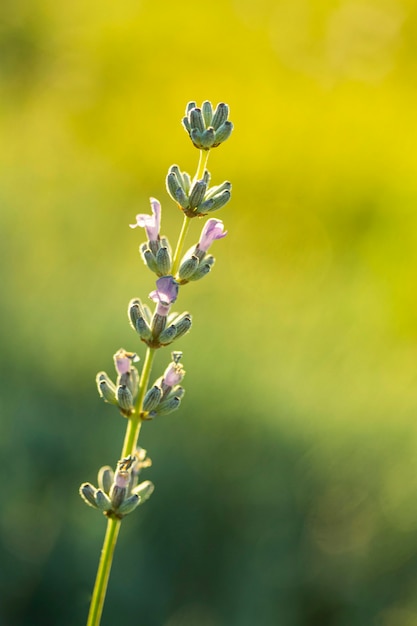 Flor roxa em close-up