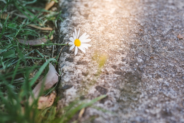 Flor selvagem bonita da margarida na borda da estrada na luz solar.