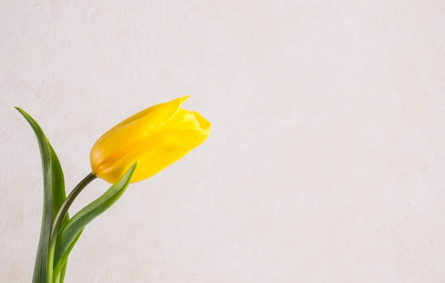 Flor tulipa amarela em fundo branco