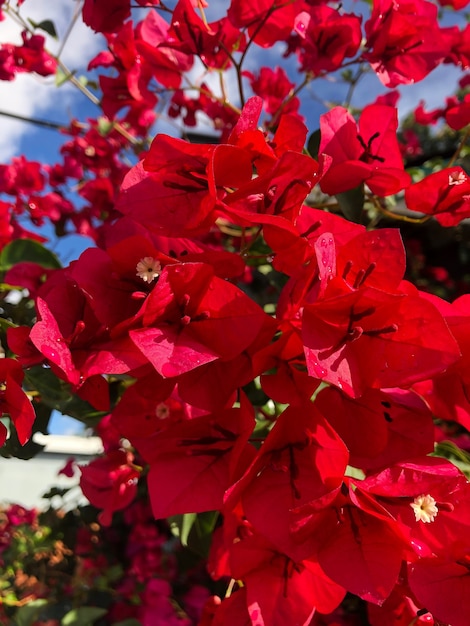 Flor vermelha chamada Bougainvillea em Los Angeles, Califórnia