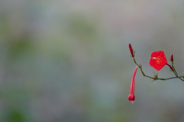 flor vermelha com fundo borrado