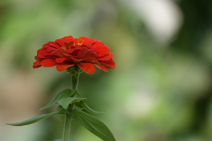 Foto grátis flor vermelha com fundo borrado
