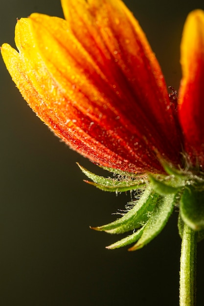 Flor vermelha e amarela em close-up