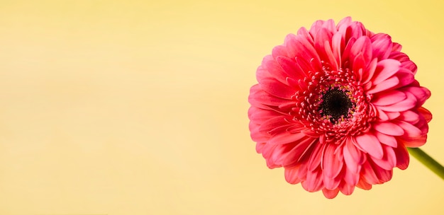 Flor vermelha em amarelo