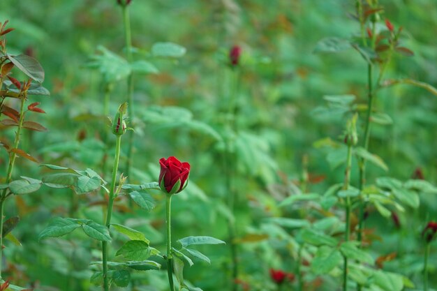 flor vermelha em casulo com o fundo fora de foco