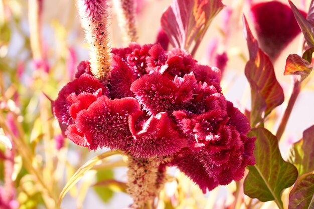 Flor vermelha exótica rara em um jardim