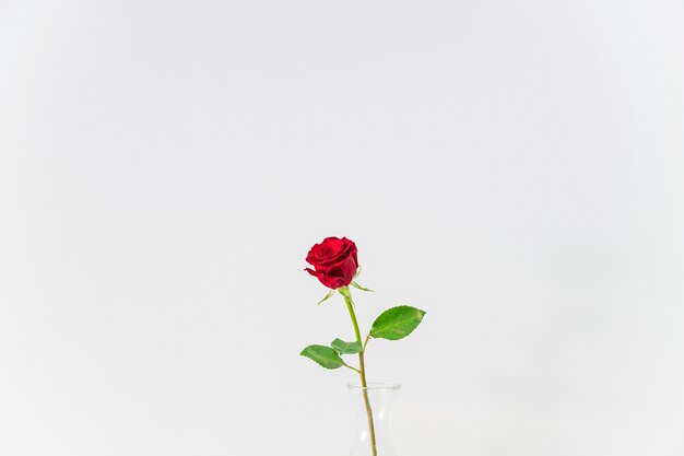Flor vermelha fresca em vaso