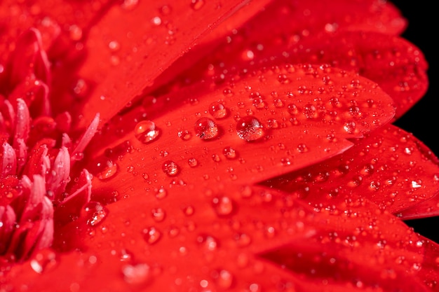 Flor vermelha molhada em close-up