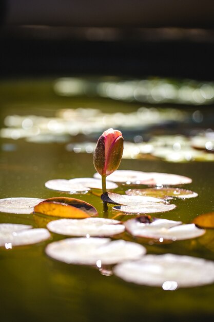 Flor vermelha na água durante o dia