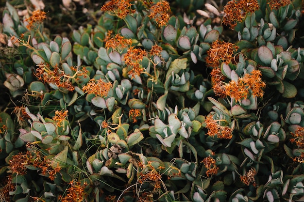 Flor vermelha no ramo de árvore