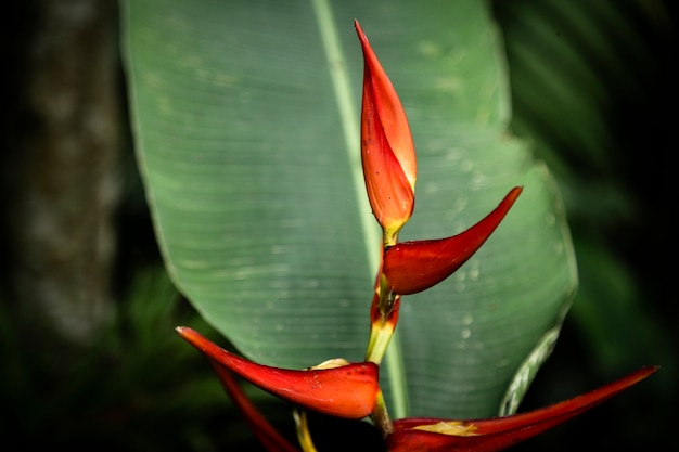 Flor vermelha tropical com fundo desfocado