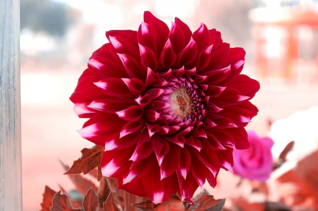 Foto grátis flor vermelha
