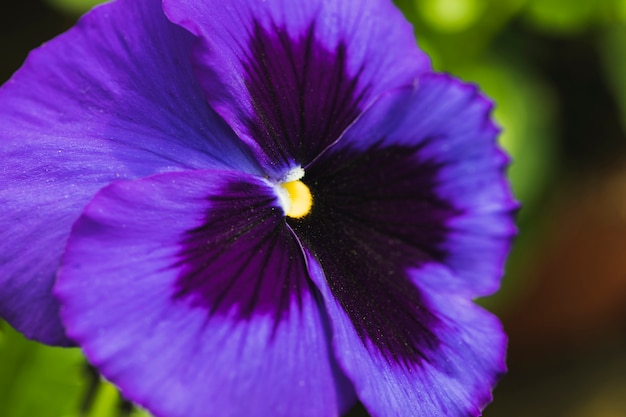 Flor violeta exótica maravilhosa