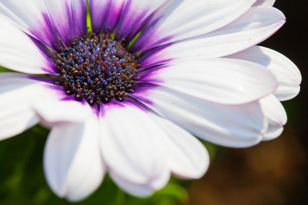 Foto grátis flor