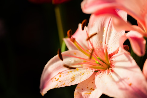 Foto grátis flor