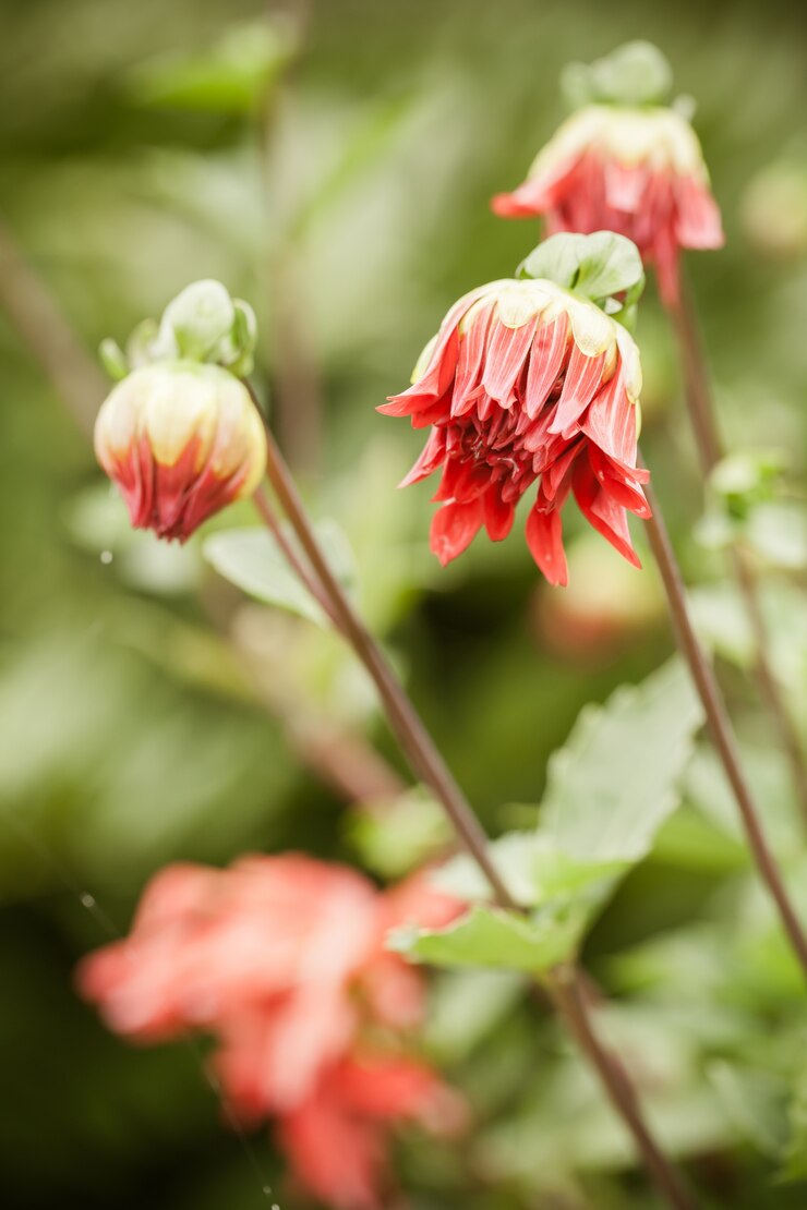 Foto grátis flor