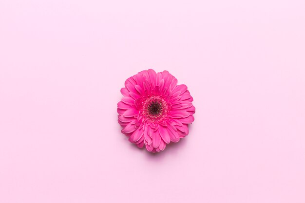 Flor