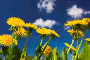 Foto grátis flores amarelas com céu atrás