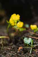 Foto grátis flores amarelas no chão