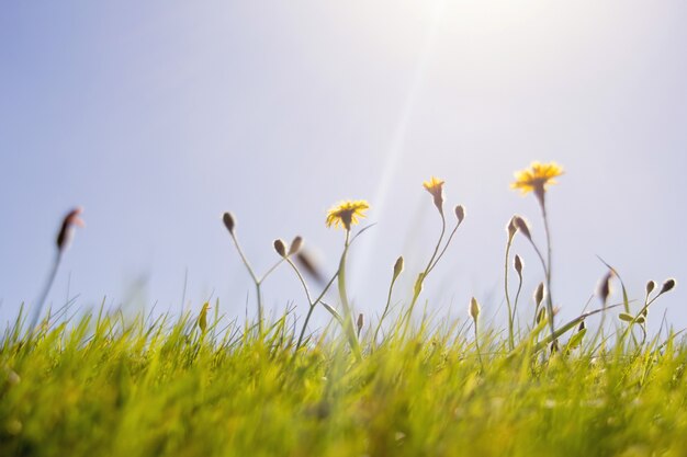 Flores amarelas