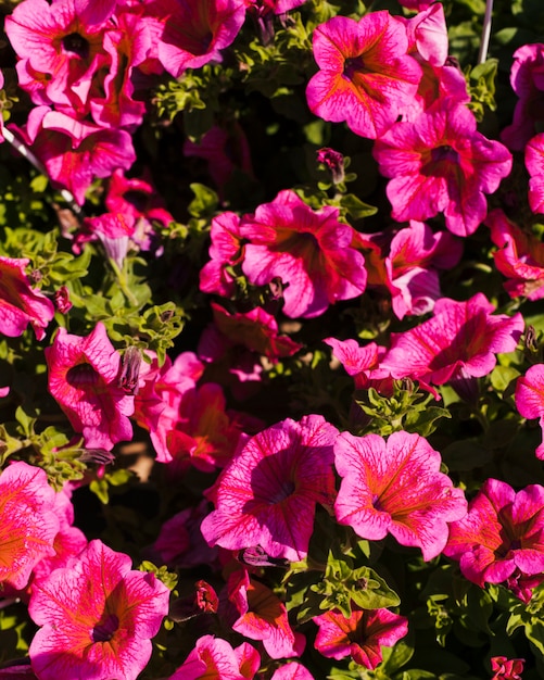 Foto grátis flores ao ar livre