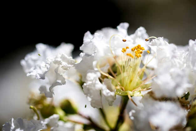 Flores brancas de perto