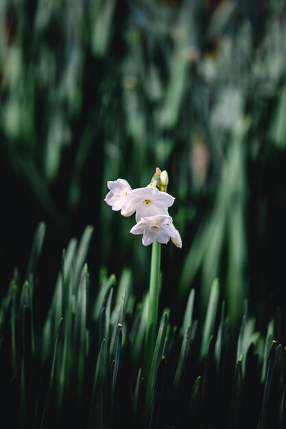 Flores brancas em lentes tilt-shift