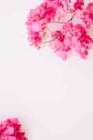 Foto grátis flores brilhantes rosa no branco
