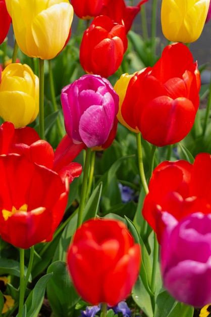 Foto grátis flores coloridas de tulipas dos países baixos holanda