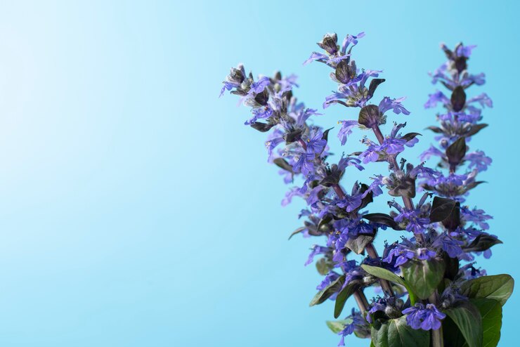 Foto grátis flores contra o céu