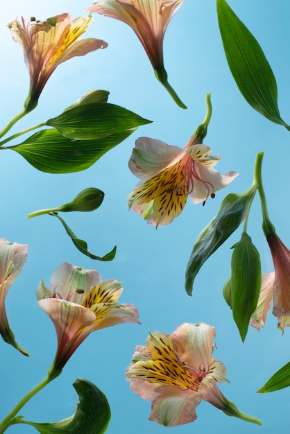 Foto grátis flores contra o céu