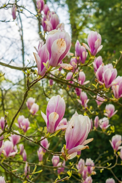 Flores cor de rosa desabrochando nos galhos da árvore