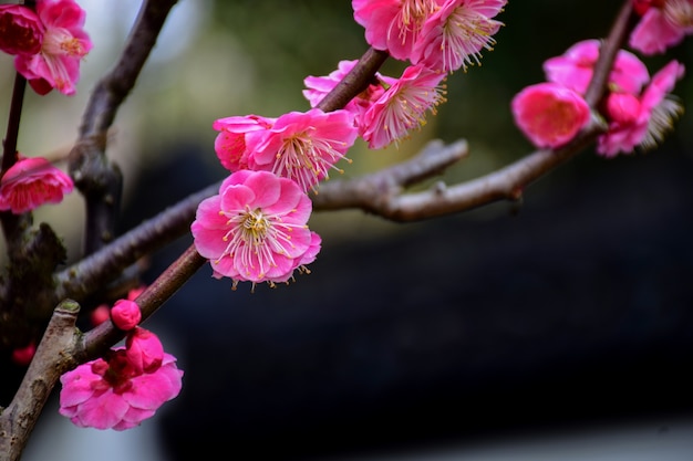 Foto grátis flores cor de rosa pequenos