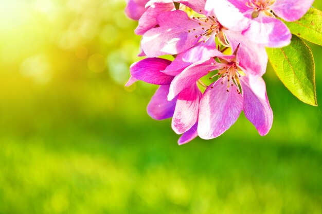 flores cor de rosa